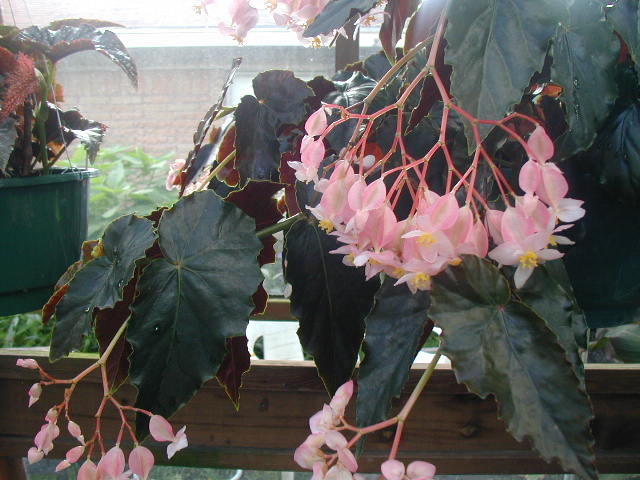 B. ‘Blitzen’